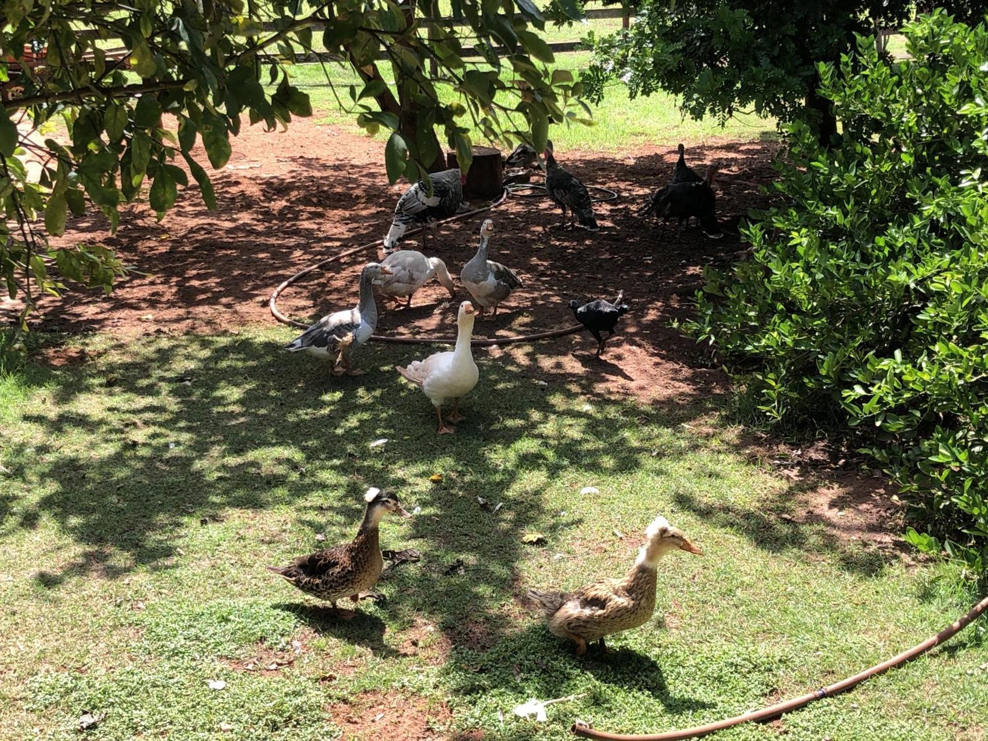 Vila Glória Hotel Fazenda Recanto Do Sossego المظهر الخارجي الصورة